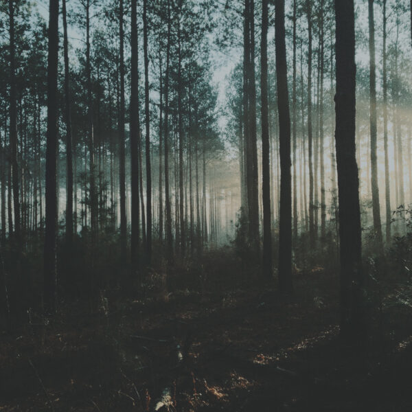 Dark Moody Forest LUT Sample 1