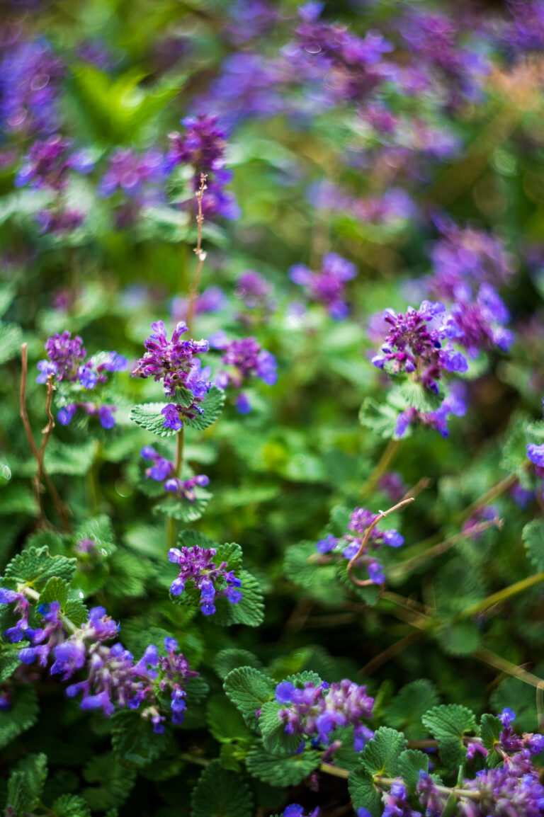 Creating swirly bokeh with the Helios 44-2 lens