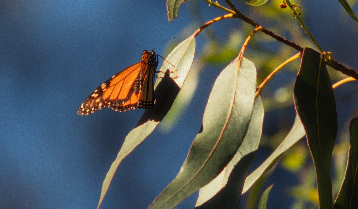 Monarch Butterflies edited with Dehancer 2.0