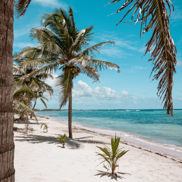 Caribbean palm tree island by Run N Gun Photography