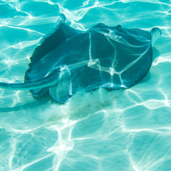 Underwater Stingray by Run N Gun Photography