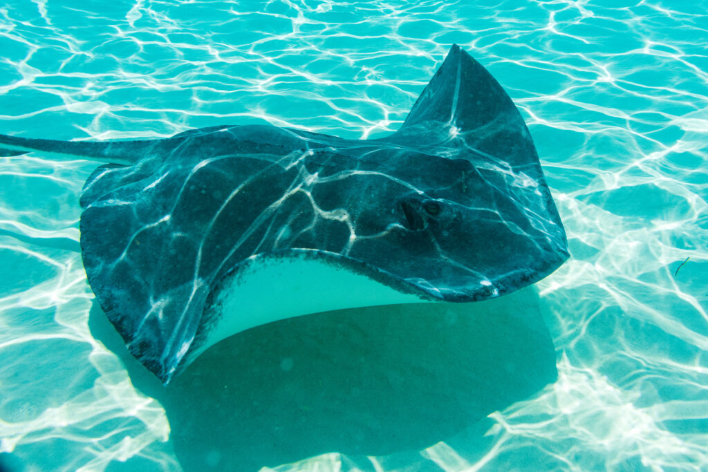 Stingray swims under blue Caribbean waters taken on the Lumix GH6