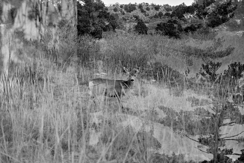 ilford XP2 black and white garden of the gods double exposure