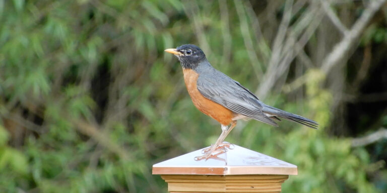 Robin sitting on a fence with trees in the background