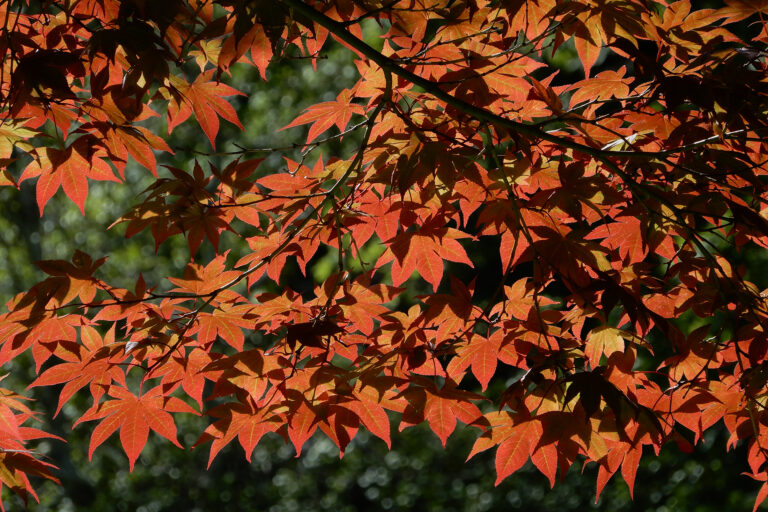 Red Japanese Maple Leaves backlit by the sun. Photo on Coolpix A900