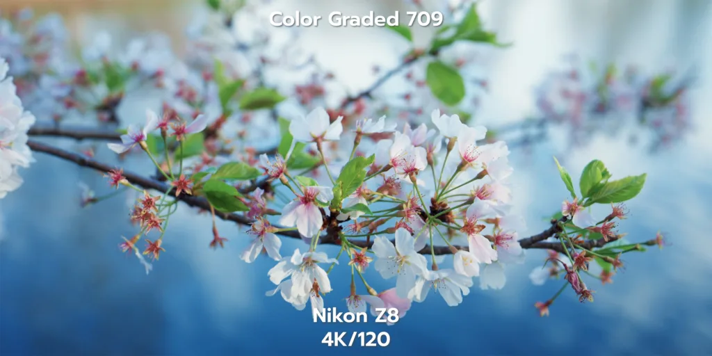 4K120 video example from the nikon z8 capturing cherry blossoms