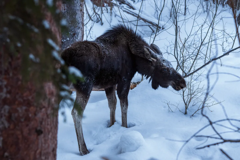 A moose eats in the snow in Colorado, photographed by the Nikon Z8 Camera