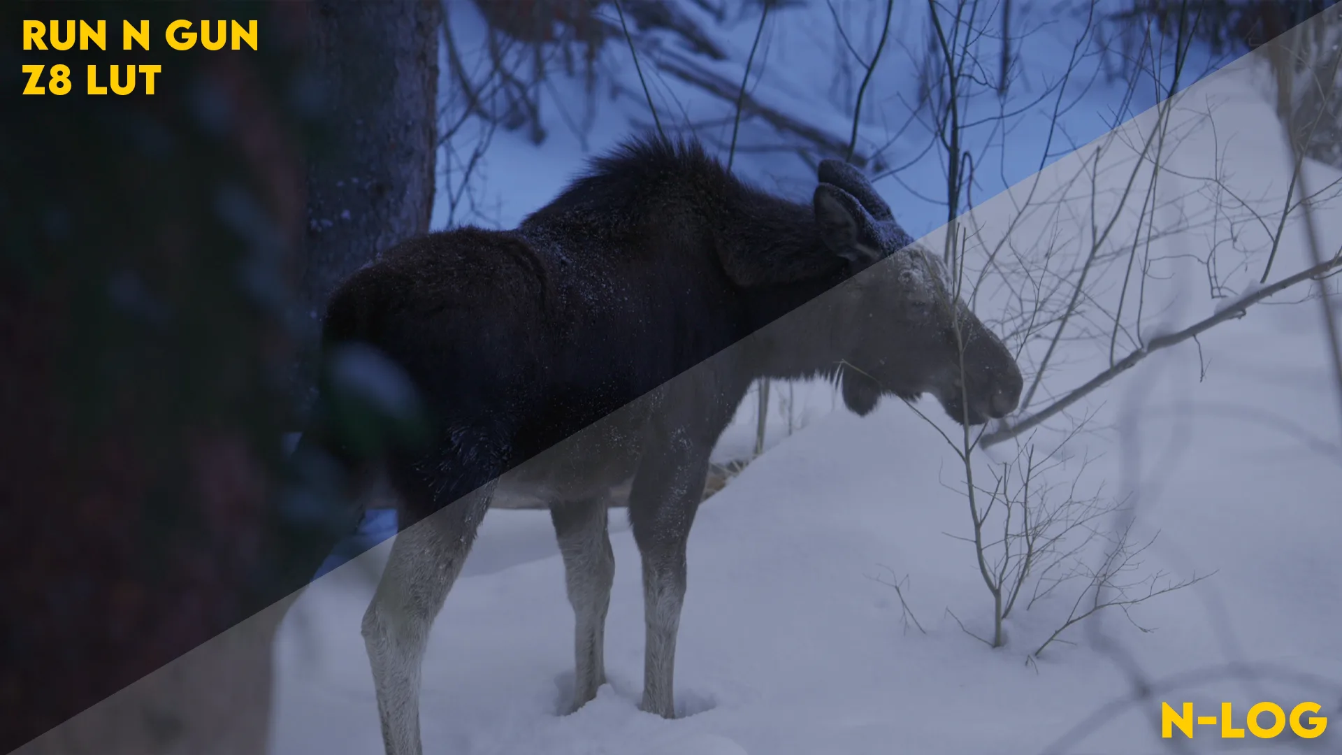 Nikon Z8 LUT: N-Log to Rec. 709 - Image 3