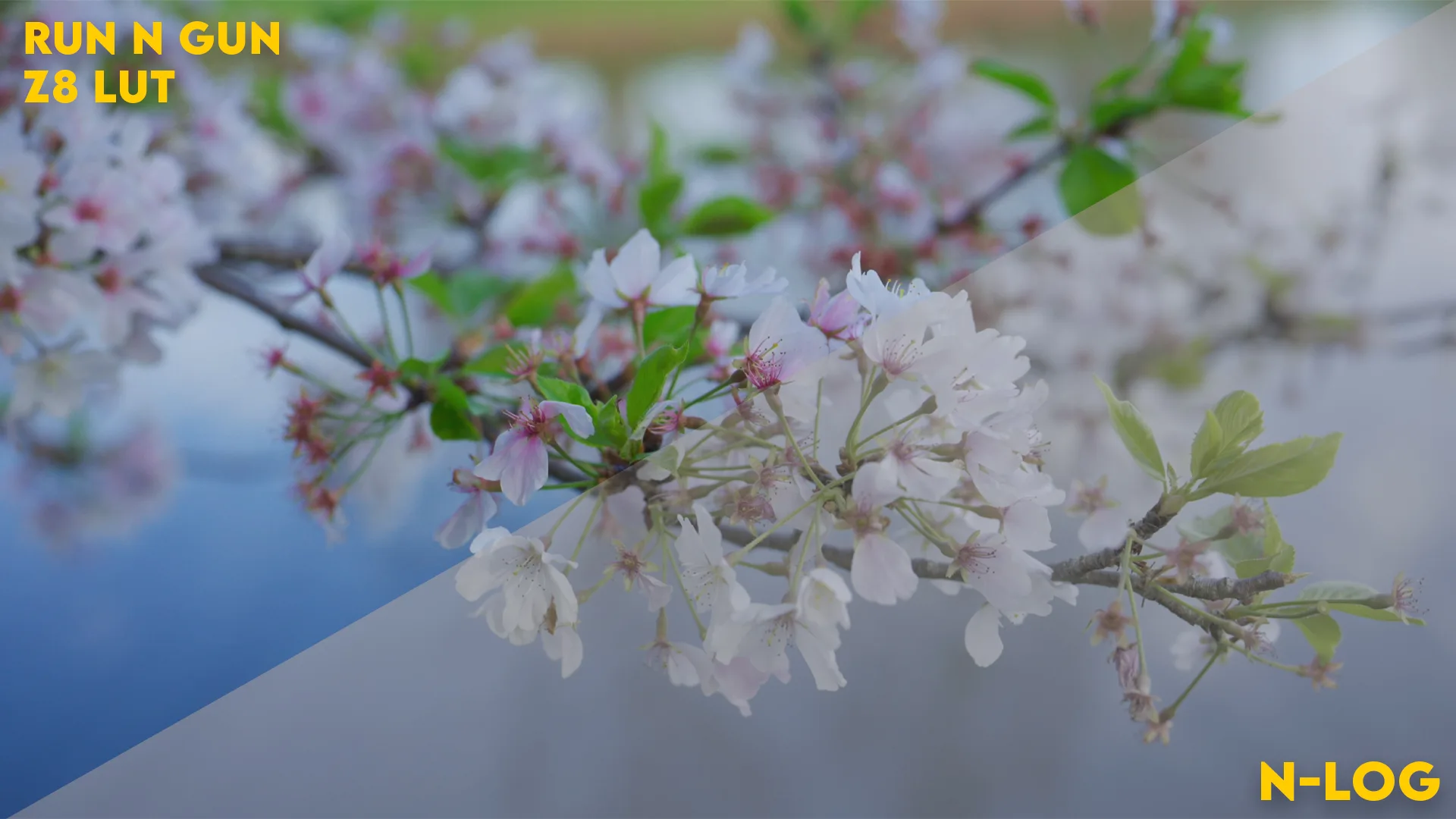 Nikon Z8 LUT: N-Log to Rec. 709 - Image 2