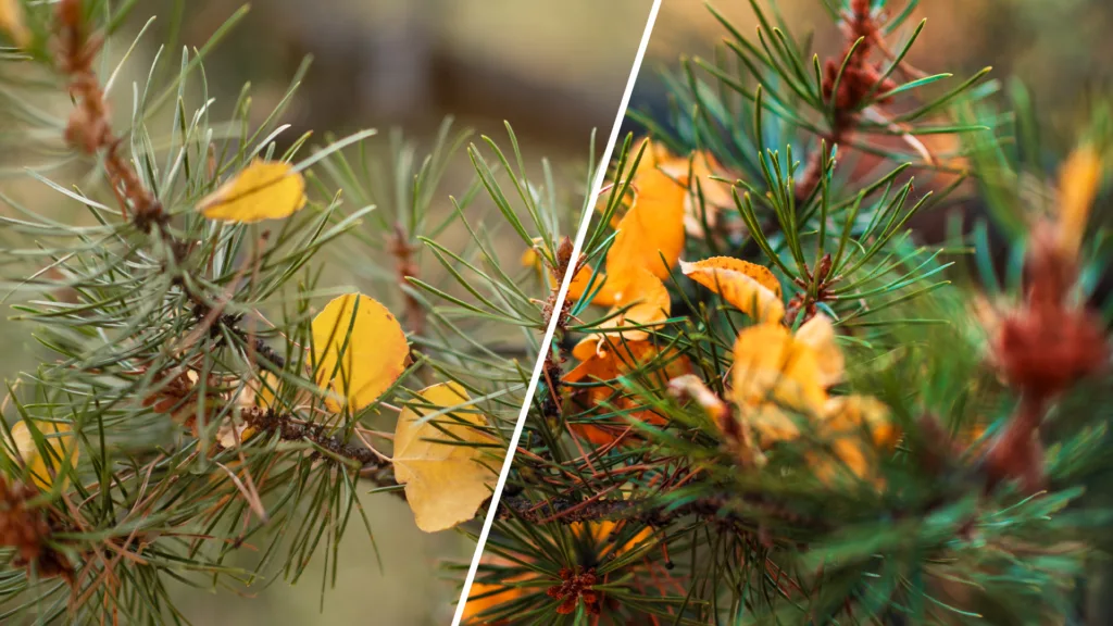 aspen tree leaves fall on an evergreen in Colorado in autumn