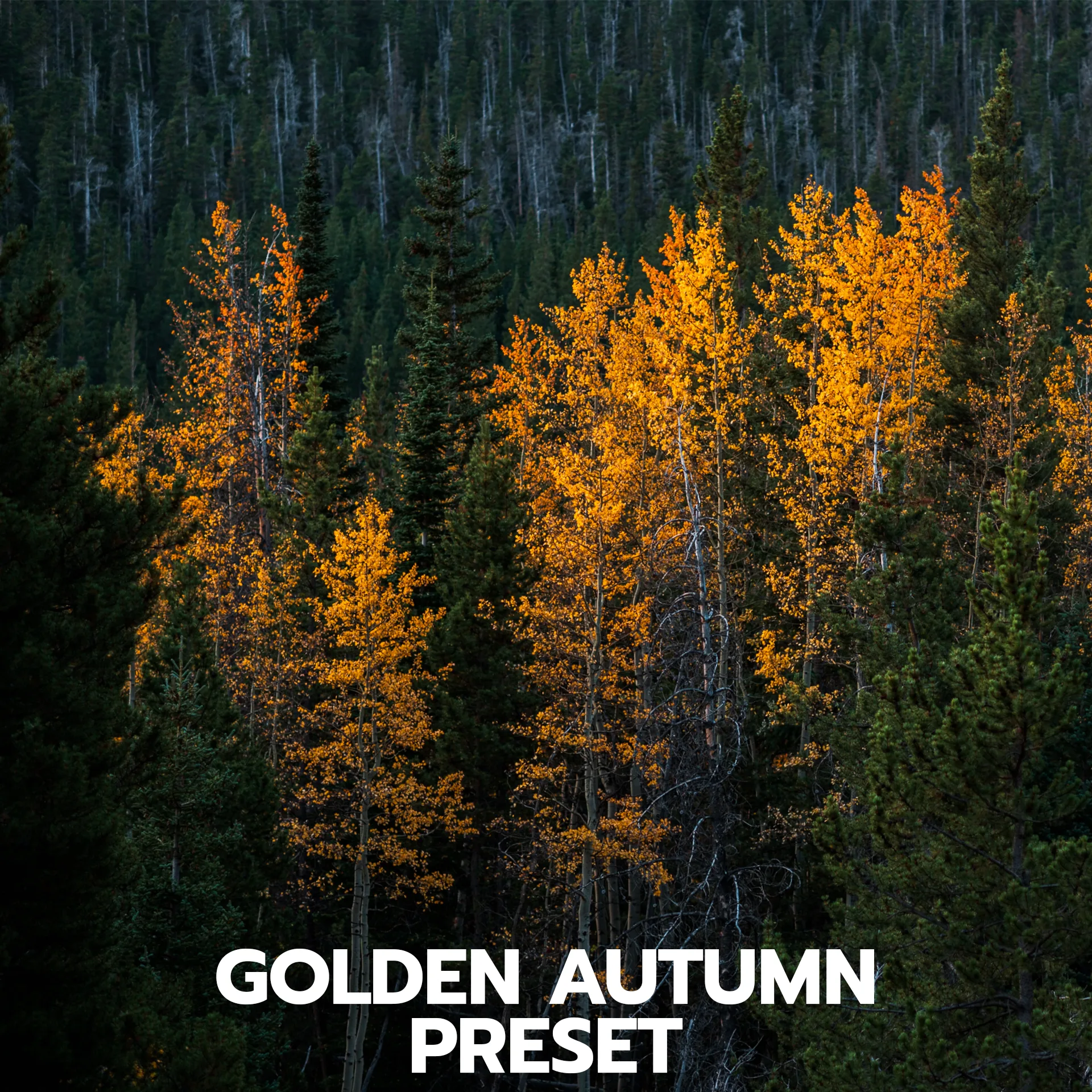 edited fall colors Colorado autumn yellow leaves