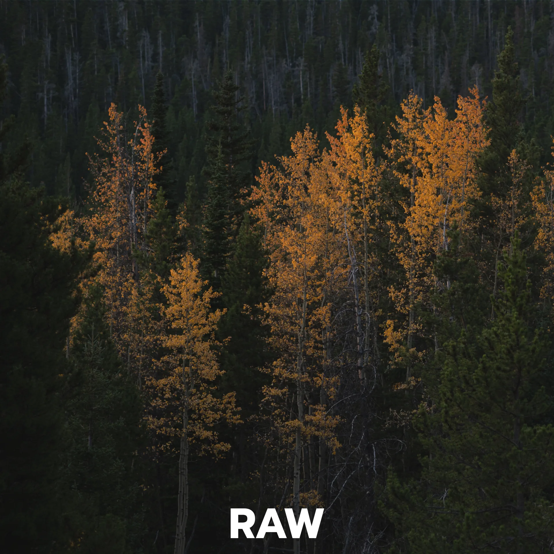 raw photo of yellow aspens in colorado