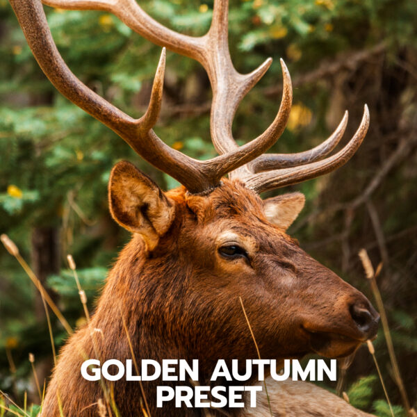 Lightroom Preset Fall Elk Autumn colors in Colorado mountains