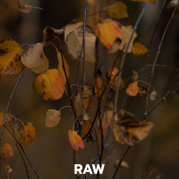 raw yellow leaves in fall and sticks in Colorado