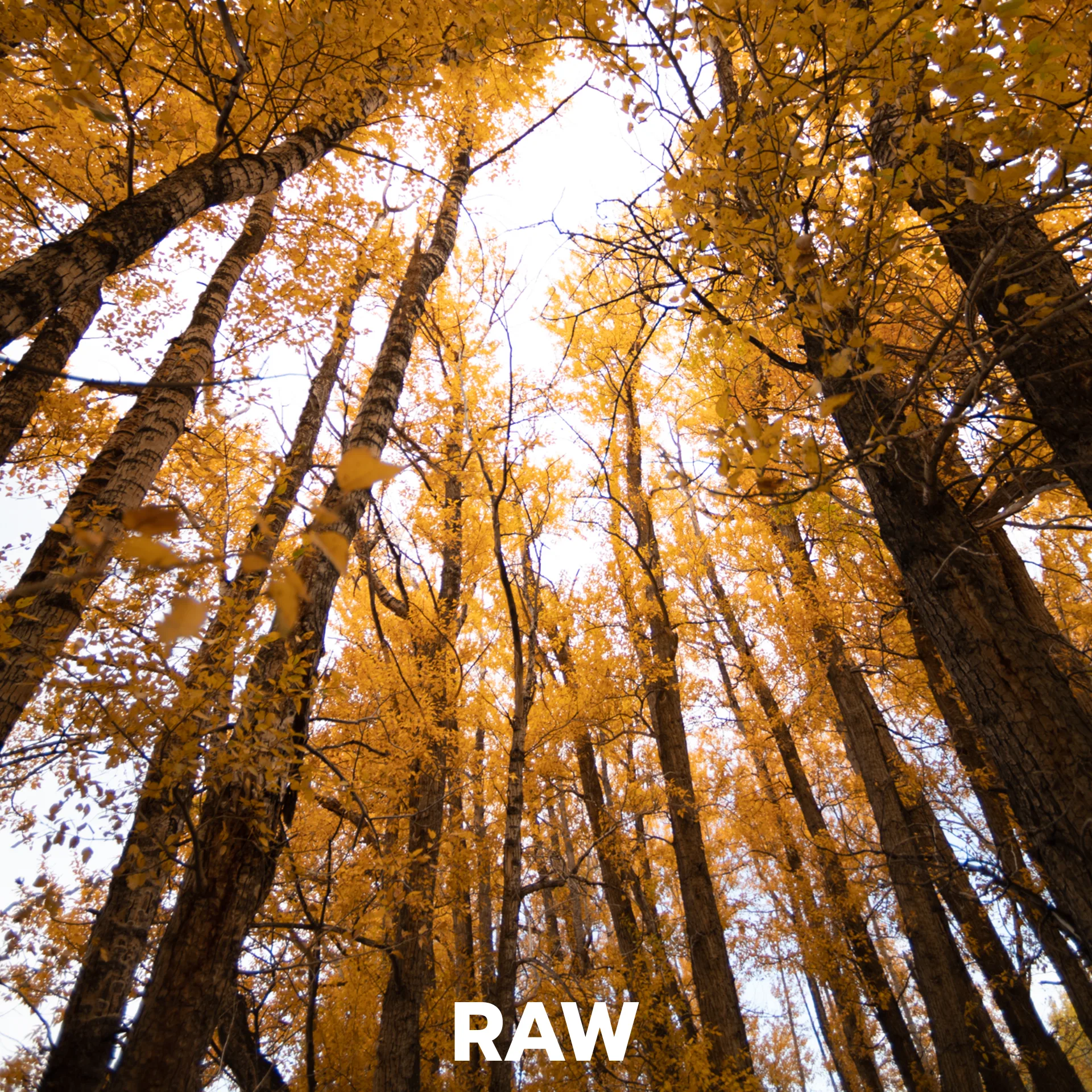 unedited photo of fall colors and Colorado aspen trees